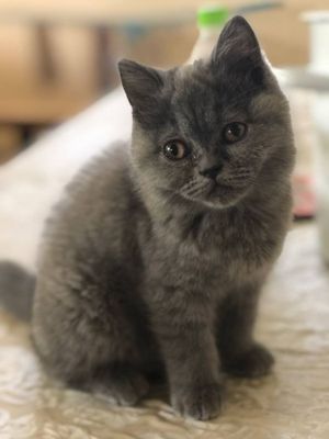 британски котик девушка