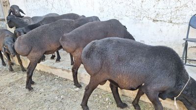 70кг дан 80килогача