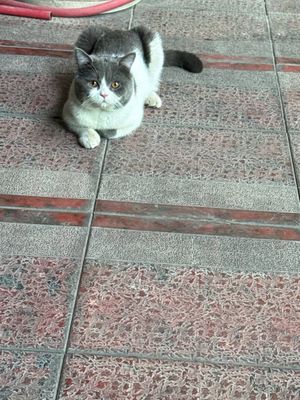 кошка со всеми документами,ей 1,5 года,зовут лаки,мы за нее хотим 200$