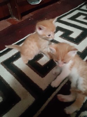 Продам котят. 4штуки