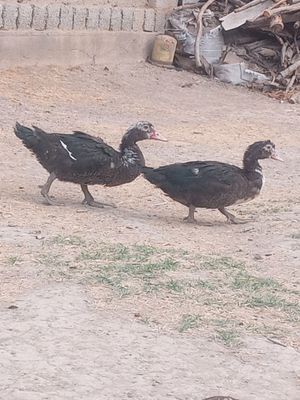 Indutkalar sotiladi