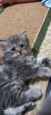Продаются котята!