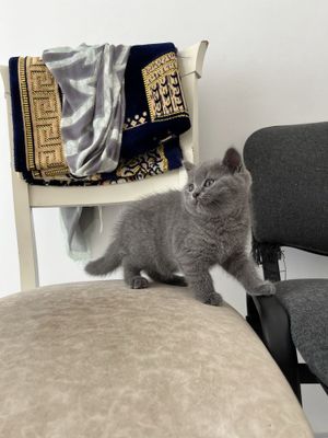 Продаются котята Скоттиш Фолд и Скоттиш Страйт