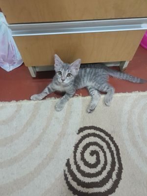 Только в добрые руки домашний котёнок (девочка)!