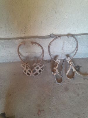 Sim yog‘ochga chiqadigan