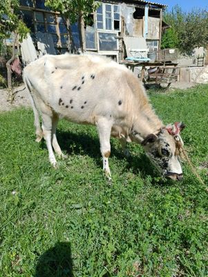 Gʻunojincha 7 8 oylik badani zoʻr rangi oq qora xuron
