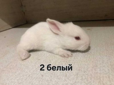 Кролики малышей