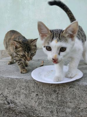 3 ta Mushuk sotiladi zotdor va pokiza