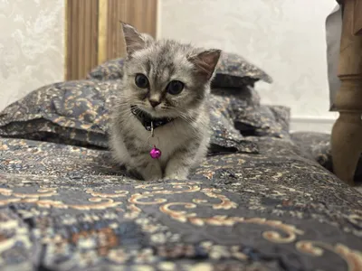 Britaniski Shinshila 3 oylik