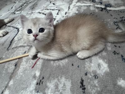 Продаю котят шотландские страйт серебристые и золотые