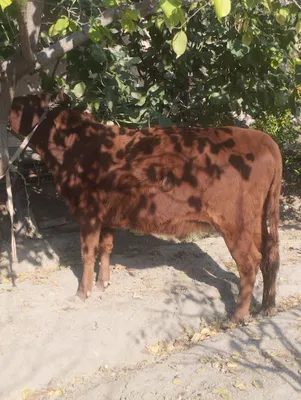 Shu ğunojin sotiladi bala taylagan 3 oy oldin