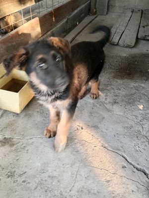 щенок немецкой овчарки