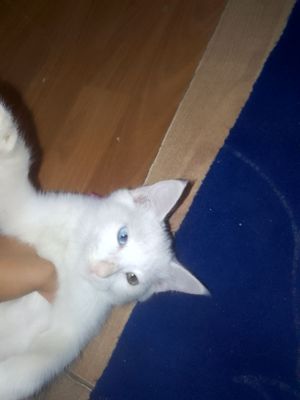 Кошка разных глазами