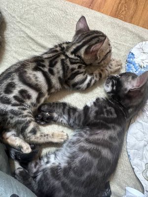 Бенгальские котята