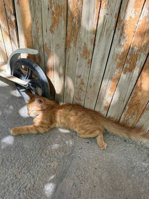 Котенок мальчик, породистый, 3 месяца