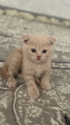Продается кошка 3/4недели (мальчик)