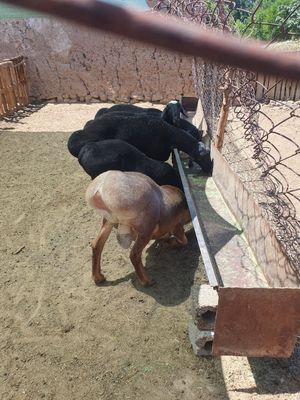 Qoy.qochqor. кочкор.куй кой