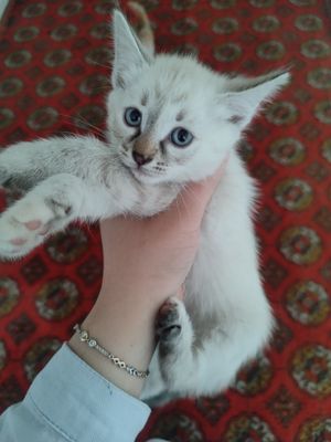 Отдам даром котят в хорошие руки!