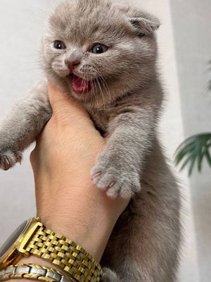 Scottish fold mushuklar sotiladi