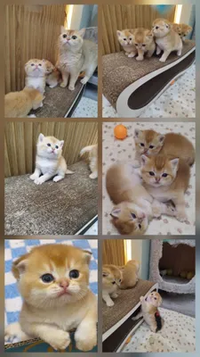 чистокровные котята от правильной вязки