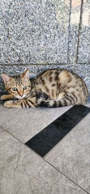 Бенгалськие котёнок