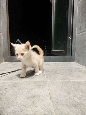 Котёнок чистый красивый шиншила