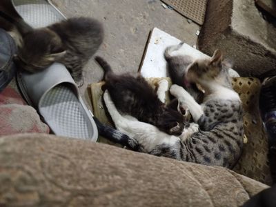 Одам котят бесплатно
