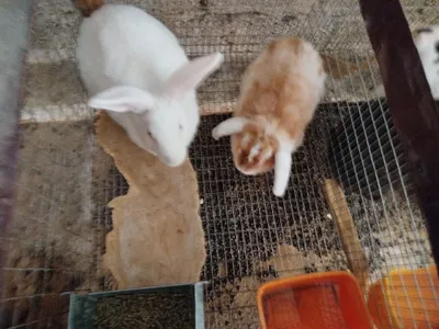 Куйонлар сотилади