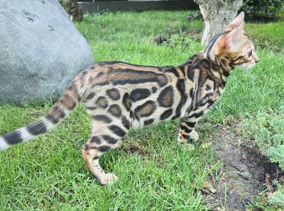 Бенгальский котенок чистокровный