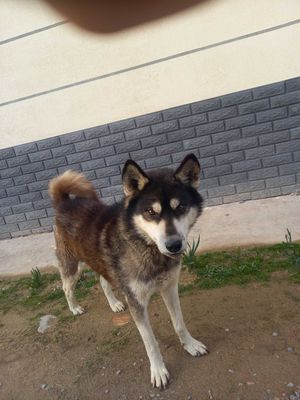 Сибириская лайка кобель