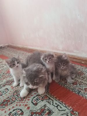 Sotiladi hasi otasin ham sotiladi