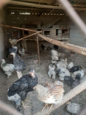 Tovuqlar sotiladi hammasi bitada
