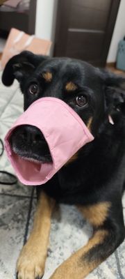 Новые намордники для большой собаки