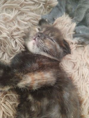 Продаются котята