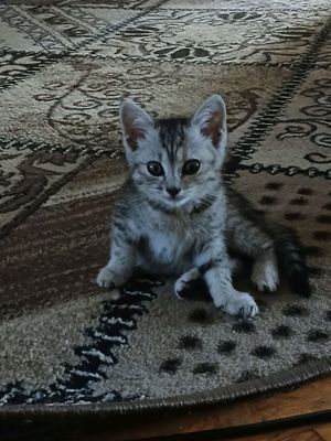 Mushuk Hadyaga beriladi.
