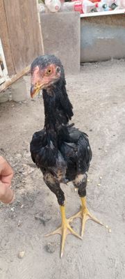 Dakan joja sotlad