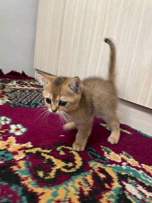 британская золотая шиншилла