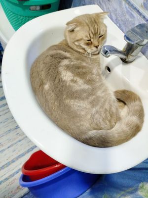 В добрые руки Мальчик