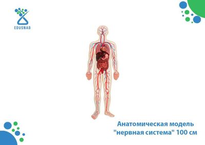 Анатомическая модель "нервная система" 100 см