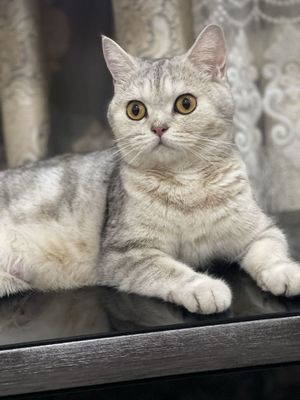 Кошка породистая шиншилла