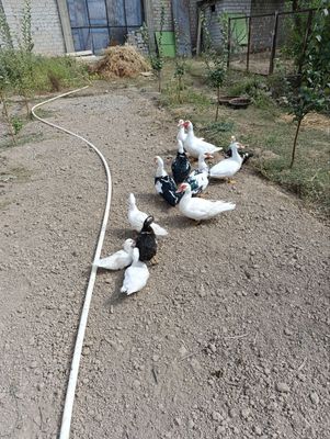 Гуси и Индюки разные