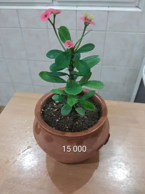 Домашние растения, красивые цветы