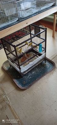 Kanareka zotli soglom qushla