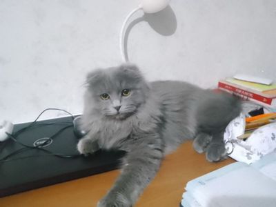 Шотландские вислоухие кошки
