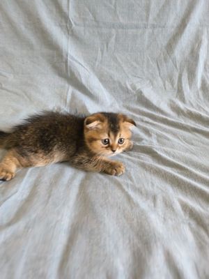 Mushu bolasi zalataya shilshila zotli 3 oyli qizbola