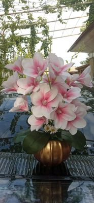 Beauty_Flowers
