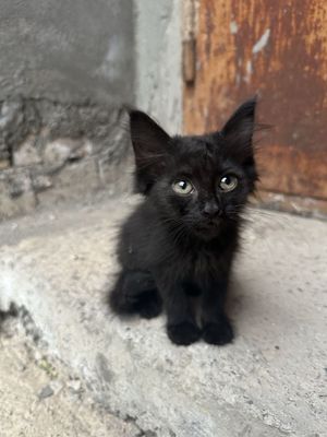 Отдам даром в хорошие руки