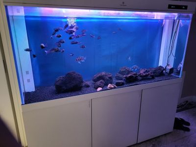 Clear aquarium sotiladi