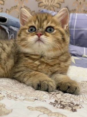 Котенок Скоттиш страйт