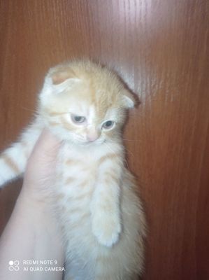 Продам котят шотландская вислоухая.